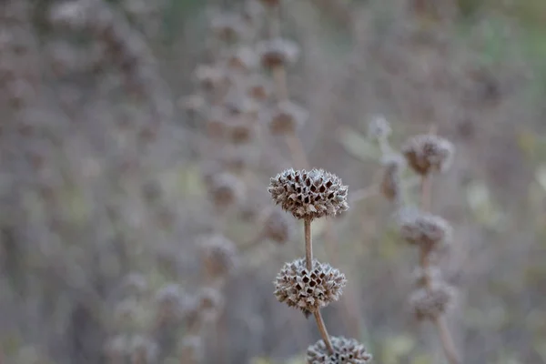 灰色の空のレンガは 以前に黒いセージ Salvia Mellifera Lamiaceae Temescal Gateway Park Santa Monica山脈 — ストック写真