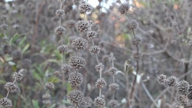 Gri, boş braketlerde daha önce Kara Bilge, Salvia Mellifera, Lamiaceae ceviz meyvesi Temescal Gateway Park, Santa Monica Dağları, Enine Sıradağlar, Kış.