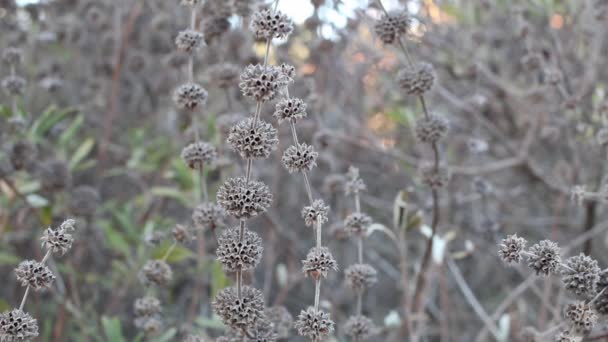 Grey Empty Bracts Tidigare Bostad Dehiscent Nutlet Fruit Black Sage — Stockvideo