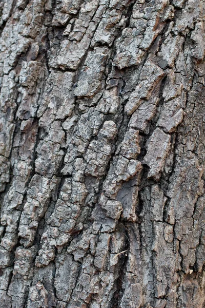 Aging Grey Furrowed Scaly Plate Bark Southern Black Walnut Juglans — Stock Photo, Image
