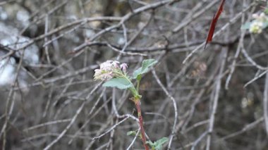 Chaparral Currant, Ribes Malvaceum, Grossulariaceae, Topanga State Park, Santa Monica Dağları, Transverse Ranges, Winter.