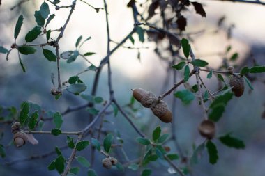 Kaliforniya 'nın olgun kahverengi meşe palamudu meyvesi Quercus Berberidifolia, Fagaceae Topanga Eyalet Parkı, Santa Monica Dağları, Enine Sıradağlar, Kış.