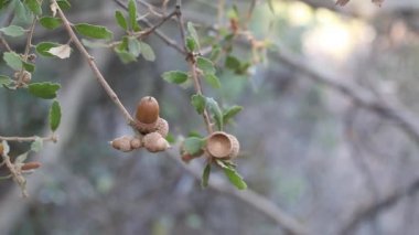 Kaliforniya 'nın olgun kahverengi meşe palamudu meyvesi Quercus Berberidifolia, Fagaceae Topanga Eyalet Parkı, Santa Monica Dağları, Enine Sıradağlar, Kış.