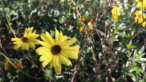 海岸の黄色の開花頭花序ブリトルブッシュ エンセリアカリフォルニア アスタナ科 バローナ淡水沼 サンタモニカ盆地 南カリフォルニア海岸 冬のネイティブ単斜多年生半落葉低木 — ストック動画