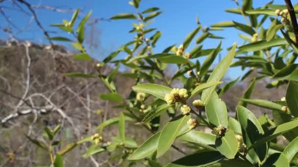 Kvetoucí Žlutobílé Pompézní Květenství Kalifornské Zátoky Umbellularia Californica Lauraceae Domorodý — Stock video