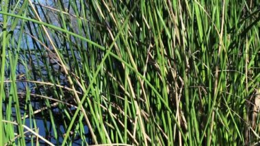 Kaliforniya Bulrush, Schoenoplectus Californicus, Cyperaceae, Bluff Creek Trail, Santa Monica Havzası, Güney Kaliforniya Sahili, Kış.