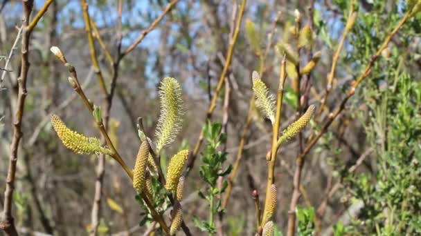 Ανθισμένες Κίτρινες Ταξιανθίες Catkin Inflorescences Του Arroyo Willow Salix Lasiolepis — Αρχείο Βίντεο