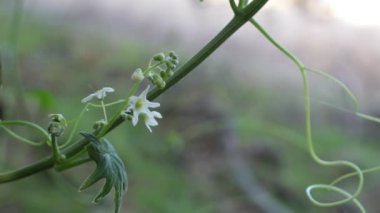 Chilicothe, Marah Macrocarpa, Cucurbitaceae, Topanga Eyalet Parkı, Santa Monica Dağları, Enine Sıraları, Kış.
