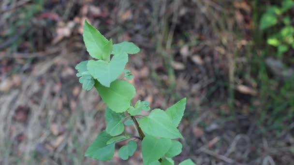 Verde Simple Alternativa Distalmente Aguda Proximalmente Cordado Dentadura Dentada Hojas — Vídeos de Stock