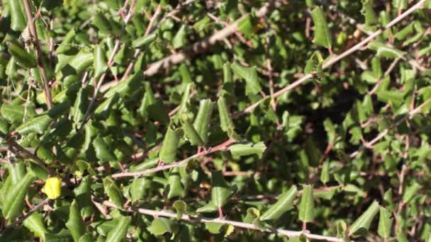 冬日托潘加州立公园内的荷李叶红莓 荷李树 荷李树科 土生土长的多年生多年生常绿灌木的单生互生短圆形近圆形近宽圆形递归奇生三倍体叶 — 图库视频影像
