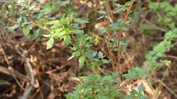 Jednoduchý Protiklad Vzdáleně Ostrých Přibližně Zaoblených Listů Nitidus Lezení Penstemon — Stock video