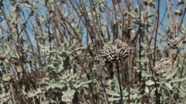 Boş gri trikomatik frenler eskiden mor bilge, Salvia leucophylla, Lamiaceae, Topanga Eyalet Parkı, Santa Monica Dağları, Enine Sıraları, Kış.