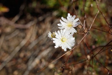 Cliff Aster, Malacothrix Saxatilis, Asteraceae, Topanga Eyalet Parkı, Santa Monica Dağları, Kış.