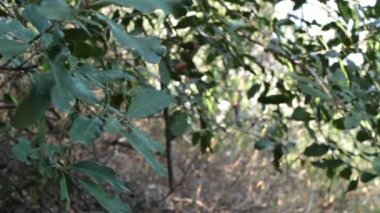 Toyon 'un, Heteromeles Arbutifolia' nın, Rosaceae 'nin, Topanga Eyalet Parkı' nın, Santa Monica Dağları 'nın, Kış Dağları' nın, Topanga Dağı 'nın, Topanga Dağları' nın, Yerli, tekdüze, yemyeşil ağaçlık bir çalı..