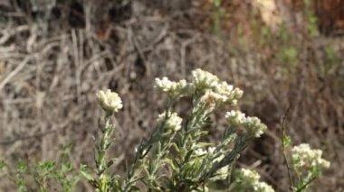 Bicolor Everlasting, Pseudognaphalium Biolettii, Asteraceae, Topanga State Park, Santa Monica Dağları, Kış.