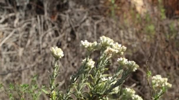 Inflorescencias Cabeza Disciforme Floración Amarilla Bicolor Everlasting Pseudognaphalium Biolettii Asteraceae — Vídeo de stock