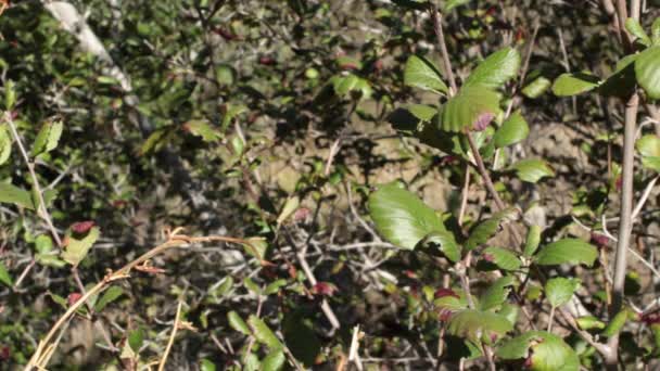 Batı Dağ Maun Unun Cercocarpus Betuloides Rosaceae Nin Red Rock — Stok video