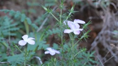 Prickly Phlox, Linanthus Californicus, Polemoniaceae, Red Rock Kanyonu MRCA Parkı, Enine Sıraları, Kış.