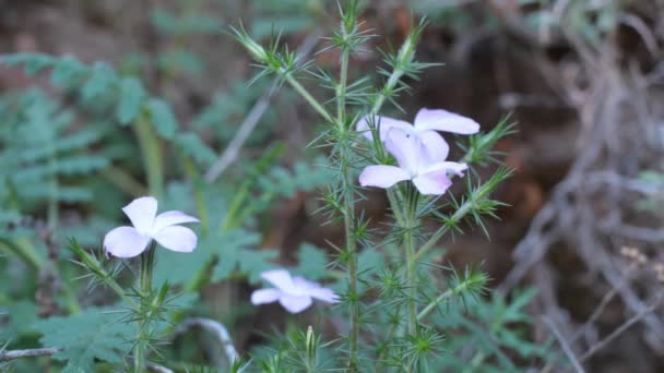 Kvetoucí Růžový Terminál Určuje Cymeskové Kvetení Jehličnanů Prickly Phlox Linanthus — Stock video