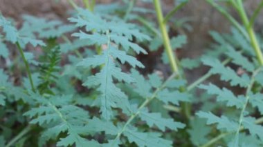 Doğuştan gelen bileşik alternatif distakut proksiüloz aurikulat lobatal marjinli Akrep otu yaprakları, Phacelia Ramosissima, Boraginaceae, Red Rock Canyon MRCA, Santa Monica Dağları, Kış mevsimi.
