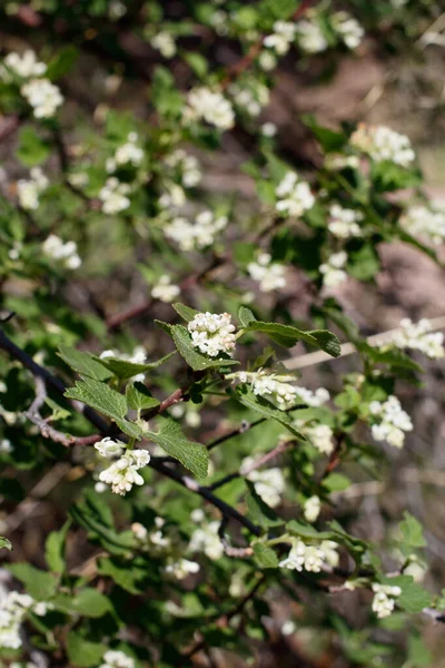 Florescimento Branco Axilar Terminal Indeterminado Raceme Inflorescências Corinto Flor Branca — Fotografia de Stock