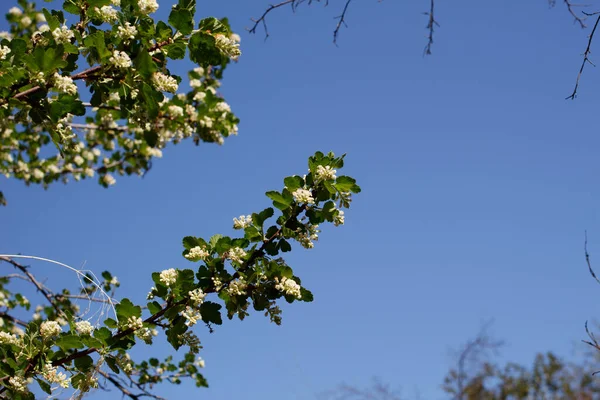 Beyaz Çiçek Açan Aksiller Uçsuz Bucaksız Irk Irkı Kuş Gribi — Stok fotoğraf