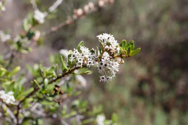 Inflorescences Ombelles Axillaires Terminales Blanches Indéterminées Sarrasin Feuillu Ceanothus Cuneatus — Photo