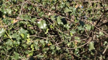 Alternatif distal aküminat proximally geniş yuvarlak kıvrımlı kıvrımsız kıvrımsız kıvrımlı Hollyleaf Cherry, Prunus Ilicifolia, Rosaceae, Santa Monica Dağları 'ndaki yerli tek merkezli ağaçlık çalı, İlkbahar.