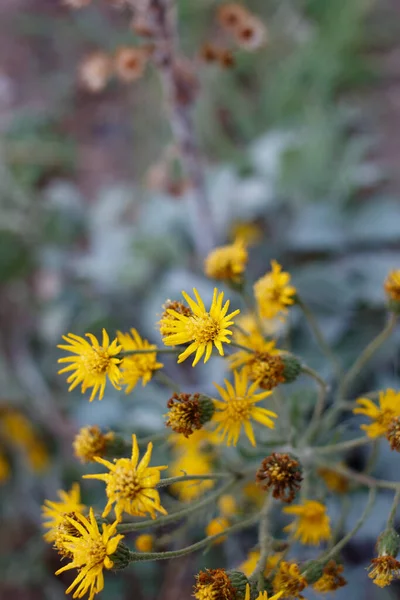 Yellow Blooming Terminal Indeterminate Radiate Head Inflorescences California Silk Goldenaster — Stock Photo, Image