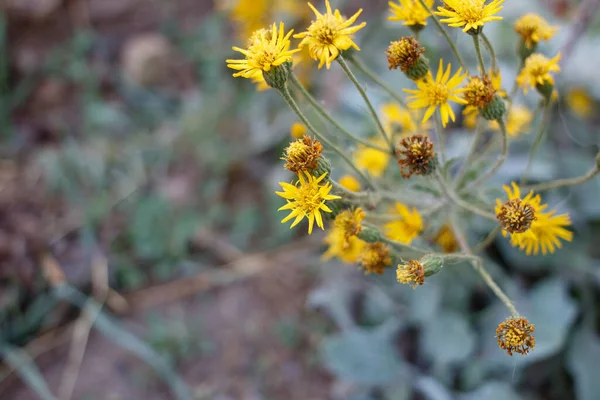 Terminalul Înflorire Galbenă Radiază Inflorescențe Ale Capului Californiei Silk Goldenaster — Fotografie, imagine de stoc