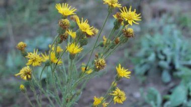 Sarı çiçekli terminal, Kaliforniya İpek Goldenaster, Heterotheca Grandiflora, Asteraceae, Red Rock Kanyonu MRCA Parkı, Santa Monica Dağları, İlkbahar.