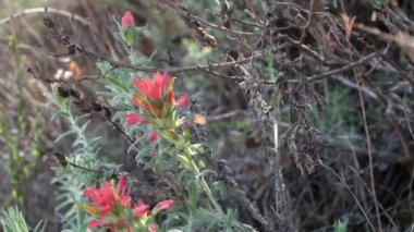 Kırmızı çizgili sarı aksiller belirsiz çıtçıtçıt Chaparral Paintbrush, Castilleja Foliolosa, Orobanchaceae, Red Rock Canyon MRCA Park, Santa Monica Dağları 'ndaki yerel hemiparazitik monoasitik otlar,.