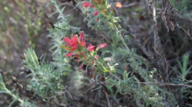 Kırmızı çizgili sarı aksiller belirsiz çıtçıtçıt Chaparral Paintbrush, Castilleja Foliolosa, Orobanchaceae, Red Rock Canyon MRCA Park, Santa Monica Dağları 'ndaki yerel hemiparazitik monoasitik otlar,.