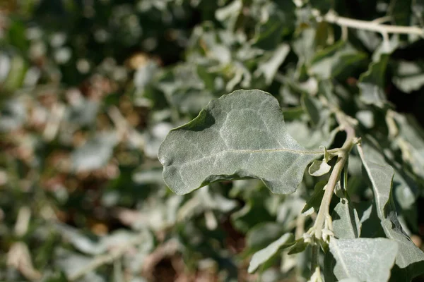 대체적으로 원거리적으로 원거리적 단풍나무 Atriplex Lentiformis Amaranthaceae Native Perennial Dioemonoecious 로열티 프리 스톡 사진