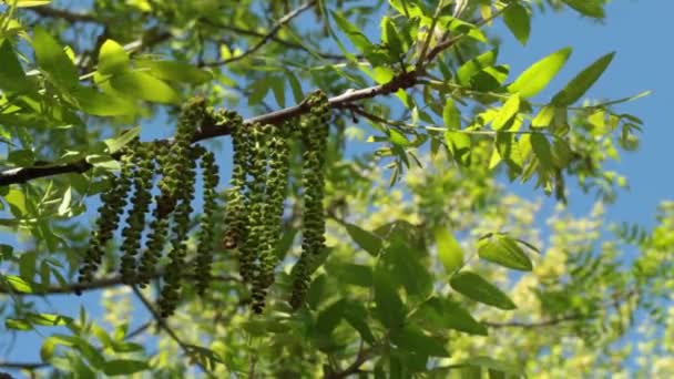 Florescem Inflorescências Estaminadas Estaminadas Axilares Verdes Noz Preta Sul Juglans — Vídeo de Stock