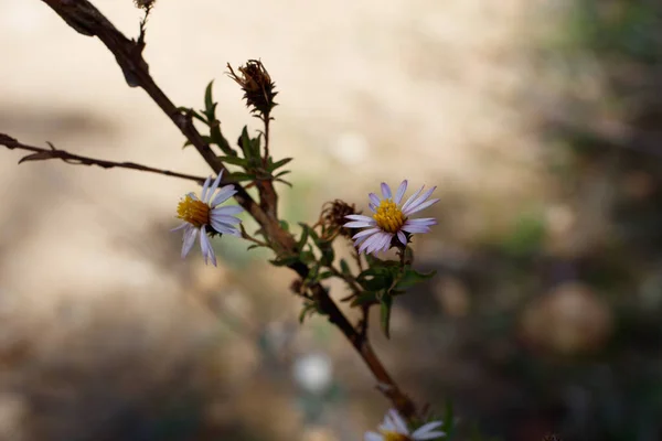 Yellow Purple Blooming Terminal Indeterminate Radiate Head Inflorescences California Aster — Stock Photo, Image