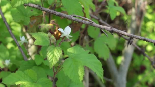 Blühende Weiße Endblüten Bestimmter Ausdauernder Cyme Blütenstände Der Pazifischen Brombeere — Stockvideo