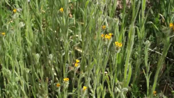 Infiorescenze Cime Scorpioidi Determinate Terminali Gialle Del Fiddleneck Coast Amsinckia — Video Stock