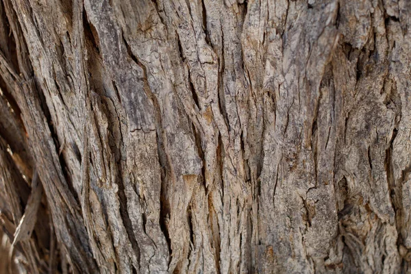 Starzejący Się Szary Brązowy Złuszczający Zmarszczony Grzbiet Kory Desert Ironwood — Zdjęcie stockowe