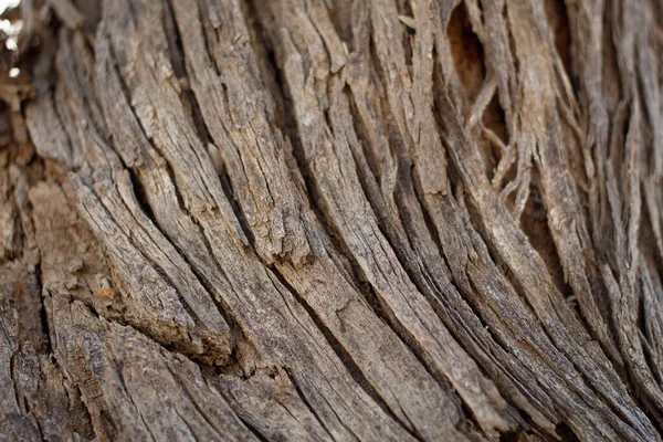 Åldrande Gråbrun Exfolierande Furrowed Ridge Bark Desert Ironwood Olneya Tesota Stockbild