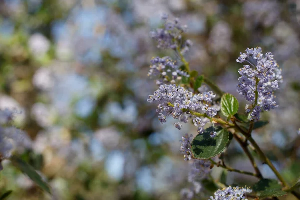 Kıllı Buckbrush Ceanothus Oliganthus Rhamnaceae Nin Mor Çiçekli Belirsiz Yarış — Stok fotoğraf