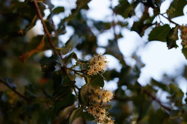Hollyleaf Cherry Prunus Ilicifolia Rosaceae Red Rock Canyon Mrca Park — Stok fotoğraf