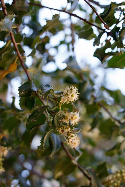 Inflorescences Racèmes Axillaires Blanches Indéterminées Cerisier Des Hollyleaf Prunus Ilicifolia — Photo