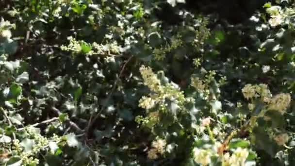Kvetoucí Bílé Axilární Neurčité Racemové Květy Hollywoodleaf Cherry Prunus Ilicifolia — Stock video
