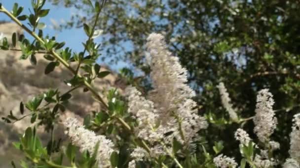 Weiße Blütenstände Unbestimmter Rispenrispen Von Grünrindenbuschbürste Ceanothus Spinosus Rhamnaceae Einjährigem — Stockvideo