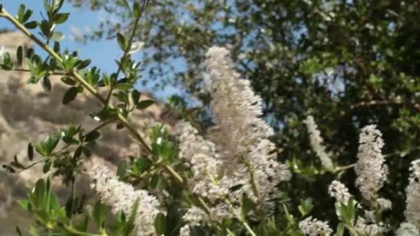 Inflorescências Panículas Axilares Indeterminadas Greenbark Buckbrush Ceanothus Spinosus Rhamnaceae Suprashrub — Vídeo de Stock