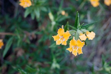 Çiçek açan sarı aksiller belirsiz ırk mimeflower, Diplacus Longiflorus, Phrymaceae, Red Rock Canyon MRCA Park, Santa Monica Dağları, Spring.