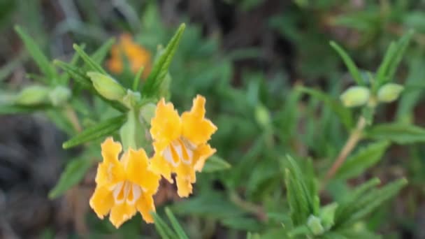 Kwitnące Żółte Pachwiny Nieokreślone Kwiatostany Wyścigowe Południowego Krzewu Mimeflower Diplacus — Wideo stockowe
