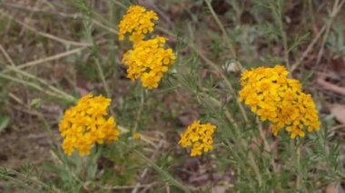 Sarı çiçekli terminal, Golden Yarrow, Eriophyllum Confertiflorum, Asteraceae, Red Rock Kanyonu MRCA Parkı, Santa Monica Dağları, İlkbahar.