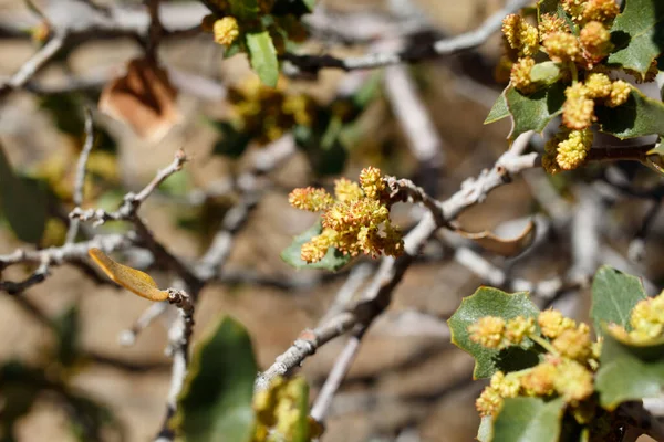 Florescendo Vermelho Amarelo Axilar Indeterminado Inflorescências Catkin Estratificado Desert Scrub — Fotografia de Stock